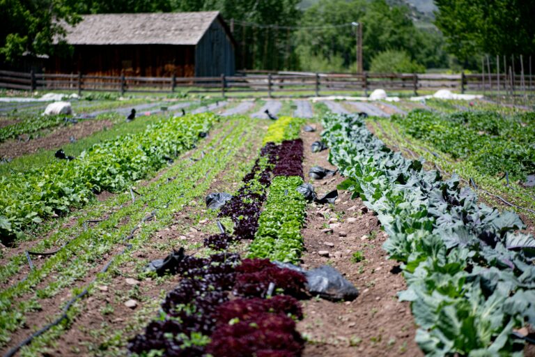 Farm-to-Table Movements: Revitalizing Rural Food Cultures